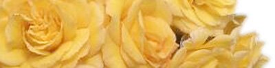 The RNRS (Royal National Rose Society), Founded in 1876
