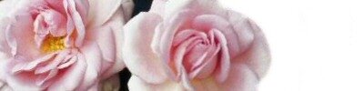 The RNRS (Royal National Rose Society), Founded in 1876
