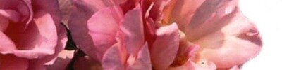 The RNRS (Royal National Rose Society), Founded in 1876
