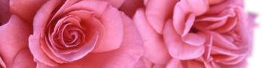The RNRS (Royal National Rose Society), Founded in 1876