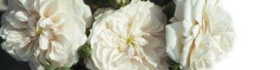 The RNRS (Royal National Rose Society), Founded in 1876