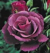 The Rose of The Year 2003 - Rhapsody in Blue
