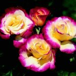 Double Delight Rose